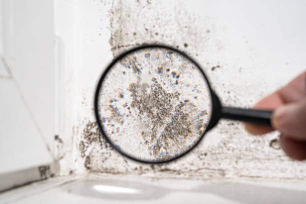 Best Commercial Mold Inspection  in Bohners Lake, WI